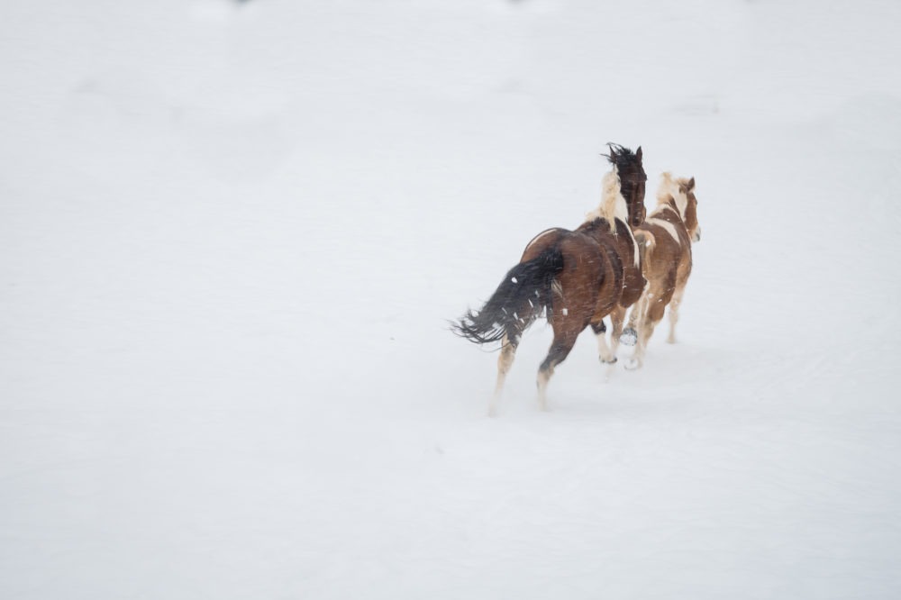 horses running away in the snow